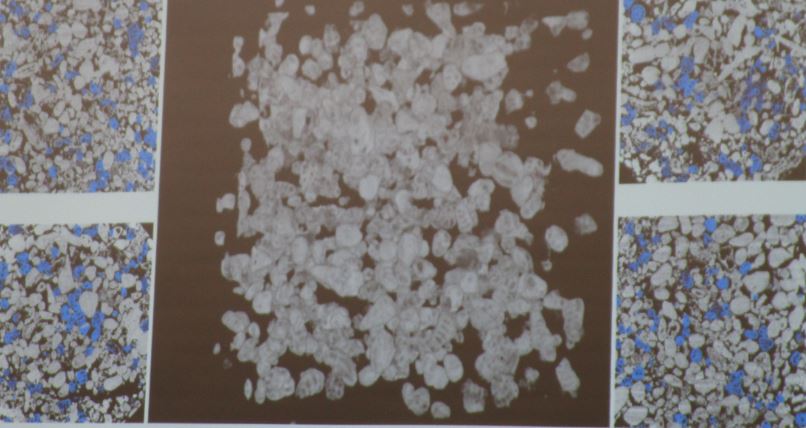 Amine Kerkeni used multistage training and injected background noise into fossils to ultimately yield a Dice coefficient score of 0.77.