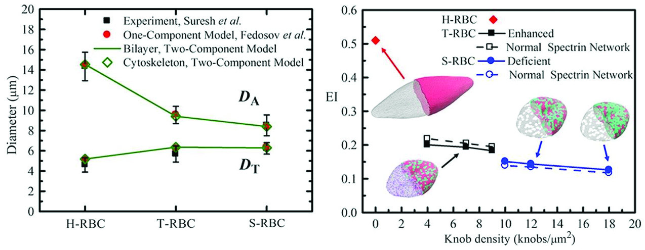 <strong>Figure 3.</strong> Shape deformation of RBCs under tensile forcing. <strong>Left.</strong> Stretching response of RBCs compared with experiments from [7]. <strong>Right. </strong>Effect of knob density on cell deformability of T-RBCs and S-RBCs, stages of the malaria parasite. Image adapted from [1].