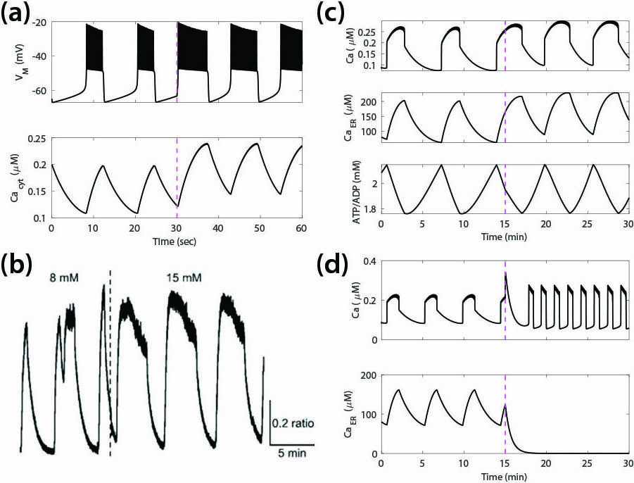 <strong>Figure 1.</strong> Simulations with the original and augmented Chay-Keizer models compared to data. <strong>1a.</strong> In the original model, increasing glucose at \(t=30\) seconds (dashed line)—represented by reduced conductance of adenosine triphosphate (ATP)-sensitive K<sup>+</sup> (KATP) channels—increases plateau fraction and calcium. <strong>1b.</strong> Experimentally measured calcium is a square wave, not a sawtooth wave. <strong>1c.</strong> Augmented model where the endoplasmic reticulum (ER) and ATP/adenosine diphosphate (ADP) oscillate in phase with calcium. ATP/ADP does not increase when glucose increases at \(t=15\) minutes, in agreement with experiments [5]. <strong>1d.</strong> In the augmented model, oscillations persist when ER calcium uptake is blocked at \(t=15\) minutes, in agreement with experiments. Figures 1a, 1c, and 1d courtesy of the authors, and 1b courtesy of [6].