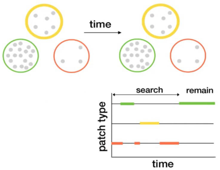 <strong>Figure 3.</strong> Three habitats that are respectively very rich (green), less rich (yellow), and poor in resources (red). An animal searches between the patch types over time before eventually remaining in the high-resource patch. Figure courtesy of Ahmed El Hady.