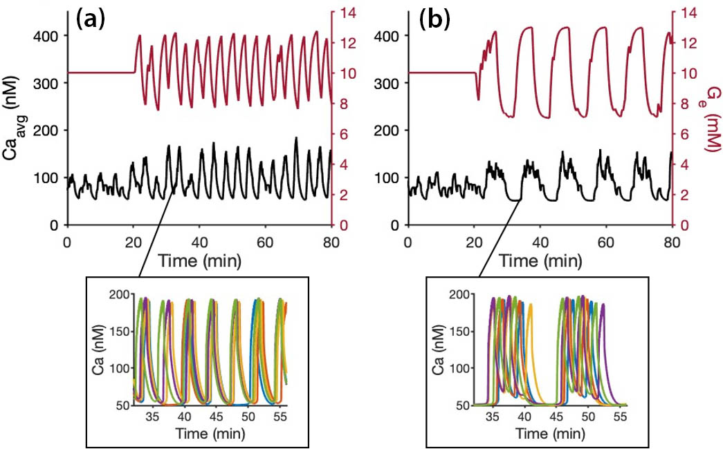 <strong>Figure 2.</strong> Model results for feedback with time delay \(\tau_d=\) 3 minutes. Red lines represent glucose concentration for five heterogeneous islets, black lines represent average \(\textrm{Ca}^{2+}\) \((\textrm{Ca}_\textrm{avg})\), and colored lines at the bottom represent individual islet \(\textrm{Ca}^{2+}\) traces. Feedback was turned on at 20 minutes. <strong>2a.</strong> Islets synchronize to a 4-minute period. <strong>2b.</strong> Islets coordinate to produce long oscillations with an 11.5-minute period. Figure adapted from [1].