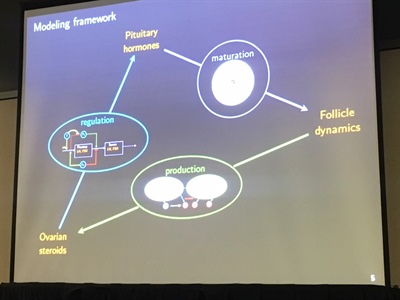 Interplay between pituitary hormones and follicular dynamics.