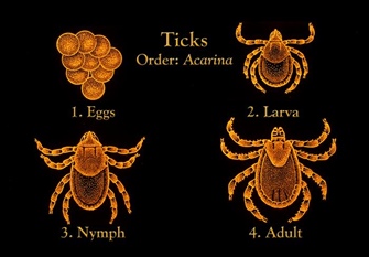 Different stages of a tick lifecycle. Image credit: Centers for Disease Control Prevention Public Health Image Library (PHIL).