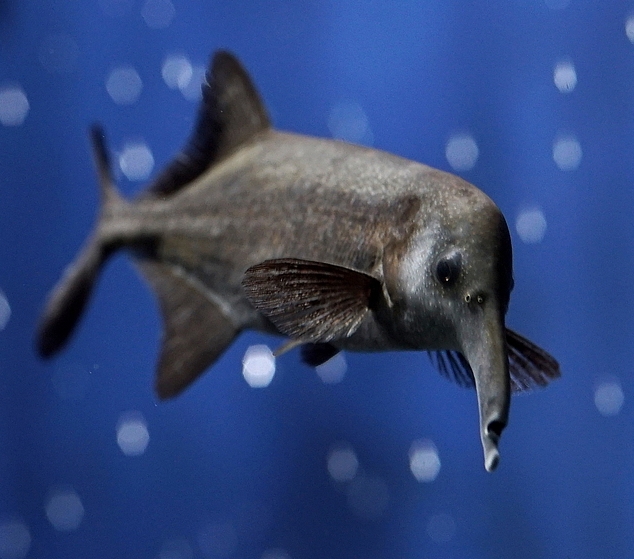 Peters’ elephantnose fish is a type of weakly electric fish. Image is from <a href="https://commons.wikimedia.org/wiki/File:Gnathonemus_petersii,_Sunshine_Acuario.jpg" rel="noopener noreferrer" target="_blank">Wikimedia Commons</a> and licensed under the <a href="https://creativecommons.org/licenses/by-sa/2.5/deed.en" target="_blank" rel="noopener noreferrer">Creative Commons Attribution-Share Alike 2.5 Generic</a> license.