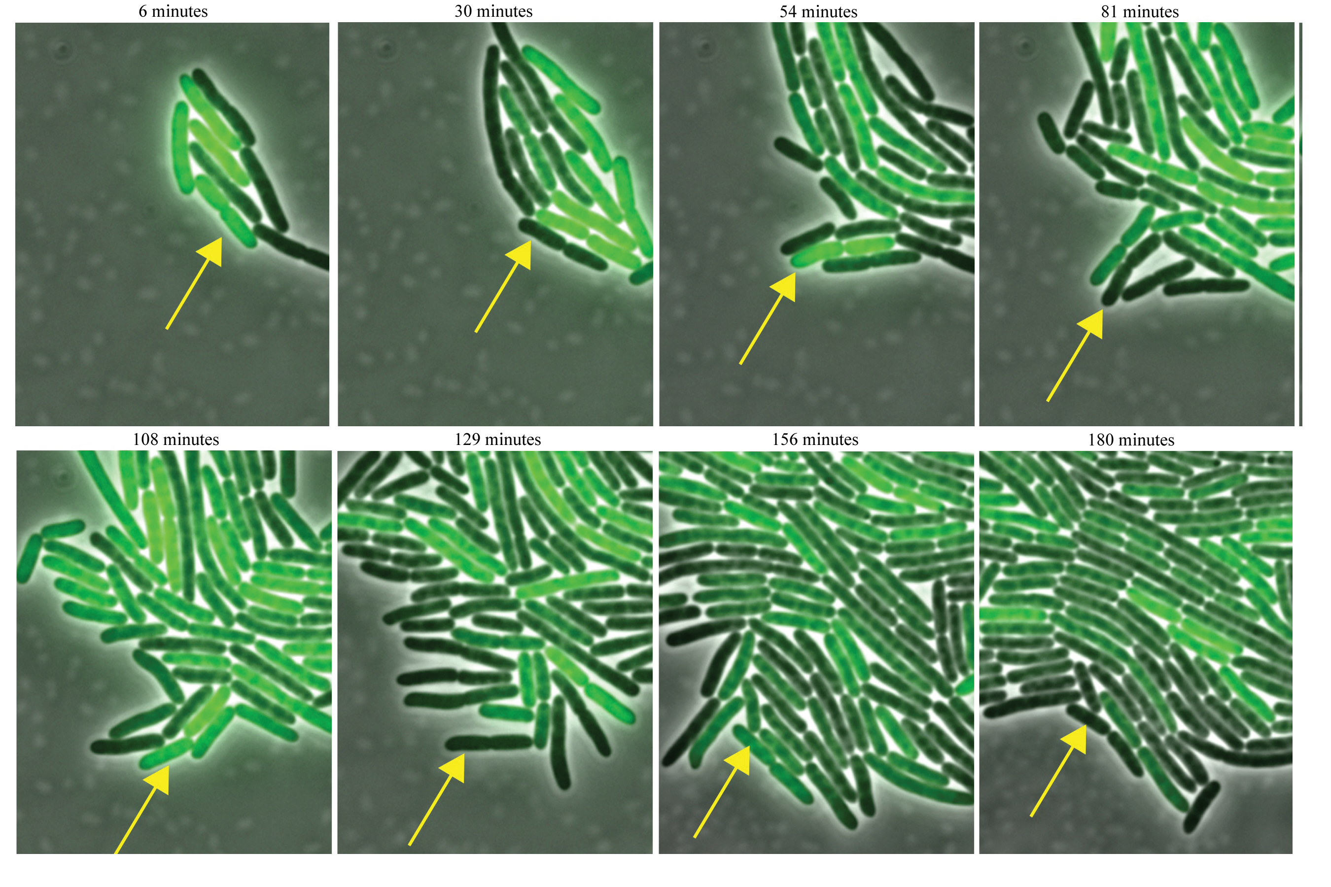 <strong>Figure 1.</strong> An E. coli bacterium (arrow) equipped with a synthetic genetic circuit blinks on and off, as the circuit activates and deactivates a green fluorescent protein. A mathematical model helped to predict a mutation that keeps the genetic clock running at a steady tempo, independent of temperature. Image courtesy of the Bennett Lab, Rice University.