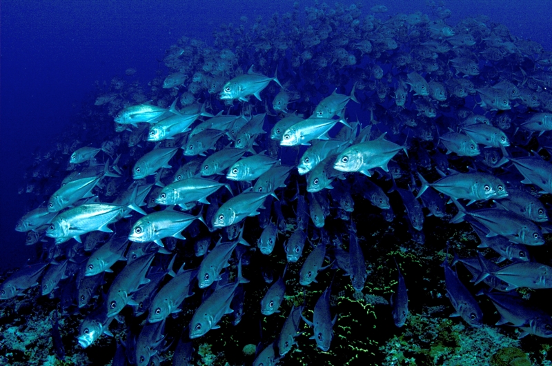 Human crowds share similarities with schools of fish. Image credit: Wikimedia Commons.