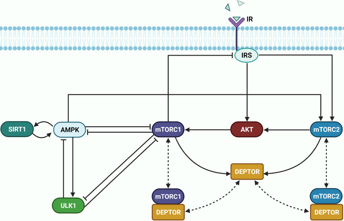 <strong>Figure 2.</strong> Model metabolic signaling network. This schematic diagram depicts the interactions and feedback loops within the mTORC network, as well as their connections to AMPK. Normal, blunt, and dashed arrows respectively denote activation, inhibition, and complex formation. Figure courtesy of [1].