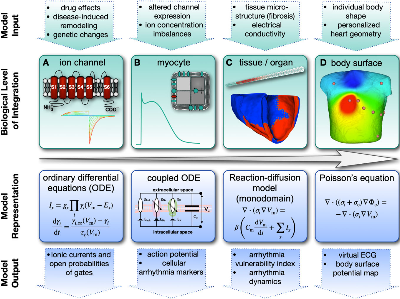 &lt;strong&gt;Figure 1.&lt;/strong&gt; Hierarchy of multiscale cardiac electrophysiology models, ranging from ion channels &lt;strong&gt;(1a)&lt;/strong&gt; via integrated cell-level &lt;strong&gt;(1b)&lt;/strong&gt; and tissue-level models &lt;strong&gt;(1c)&lt;/strong&gt; to body surface and electrocardiogram measurements &lt;strong&gt;(1d)&lt;/strong&gt;. The simulation system enables the investigation of “what-if” scenarios by changing the input parameters of the model (top row) and analyzing the subsequent effect on simulation outputs at numerous scales (bottom row) in comparison with experimental and clinical data. Figure courtesy of [4].
