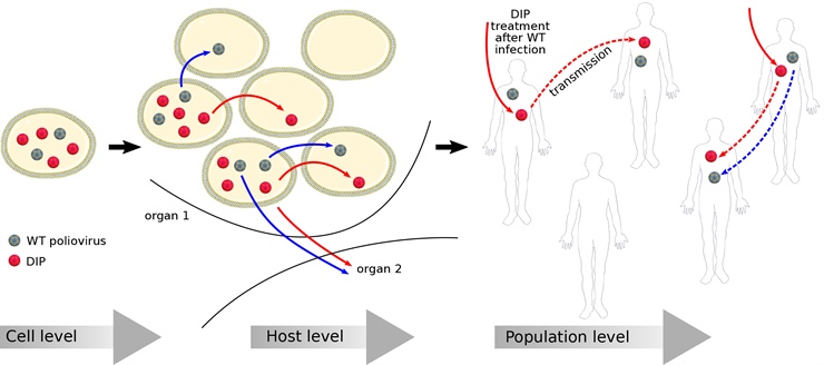 <strong> Figure 2. </strong>Rousseau and her collaborators employ a bottom-up multiscale modeling approach to describe the competition between wild-type poliovirus and defective interfering particles, starting from the within-cell level then moving to the cell-to-cell, within-host, and finally host population level. This allows them to infer the antiviral design principles, which they then use to engineer the defective particles in the lab. Poliovirus image courtesy of <a href="https://creativecommons.org/licenses/by-sa/4.0/"> Manuel Almagro Rivas</a> and cell image courtesy of <a href="https://creativecommons.org/licenses/by/3.0/">Servier Medical Art</a>.