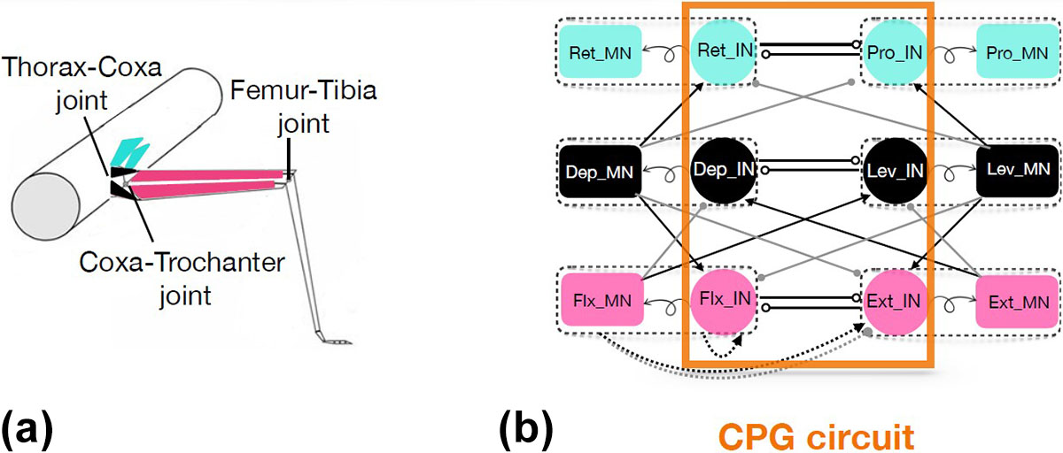 <strong>Figure 2.</strong> The motion of a stick insect leg depends on the interplay between neural circuits and joints. <strong>2a.</strong> The joints in the mesothoracic leg of a stick insect. <strong>2b.</strong> Circuit of interneurons and motoneurons among the joints. Figure courtesy of Zahra Aminzare.