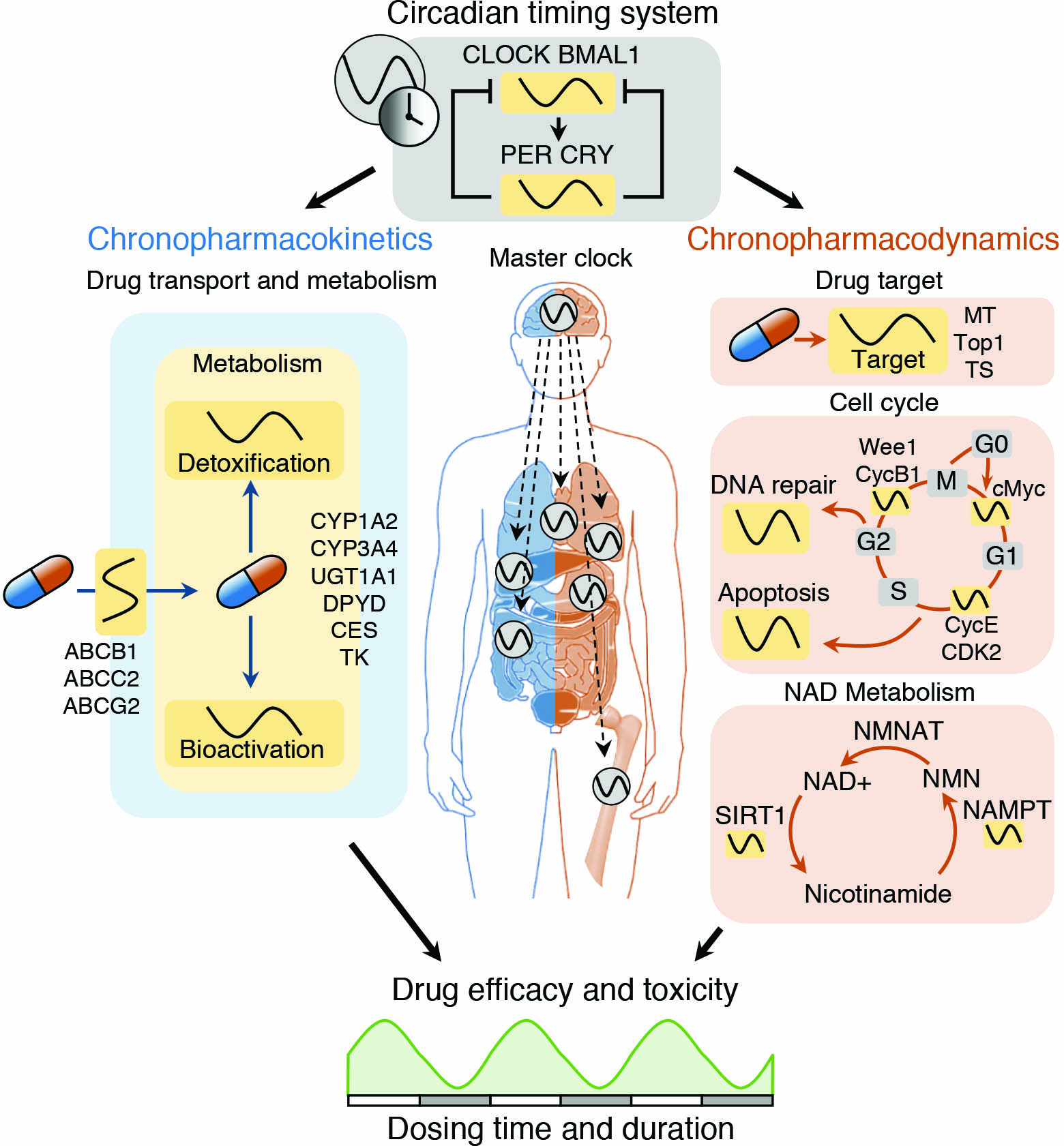 <strong>Figure 1.</strong> The circadian timing system controls key pharmacokinetic/dynamic factors, resulting in circadian variations in drug efficacy and toxicity. Figure courtesy of [5].