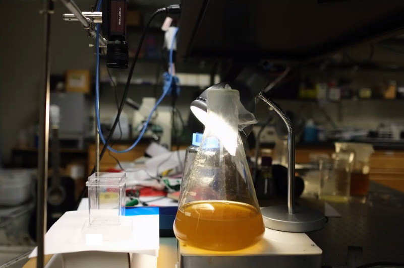 Russell monitored the aggregation patterns of plankton over time.