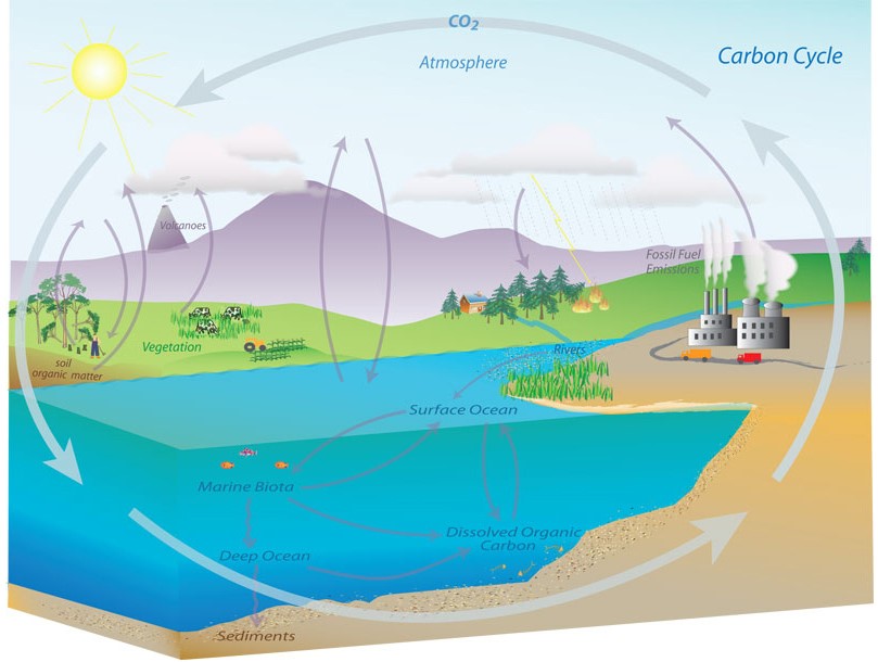 &lt;strong&gt;Figure 1.&lt;/strong&gt; The carbon cycle. Public domain image courtesy of the &lt;a href=&quot;https://www.noaa.gov/education/resource-collections/climate/carbon-cycle &quot; rel=&quot;noopener noreferrer&quot; target=&quot;_blank&quot;&gt;National Oceanic and Atmospheric Administration&lt;/a&gt;.