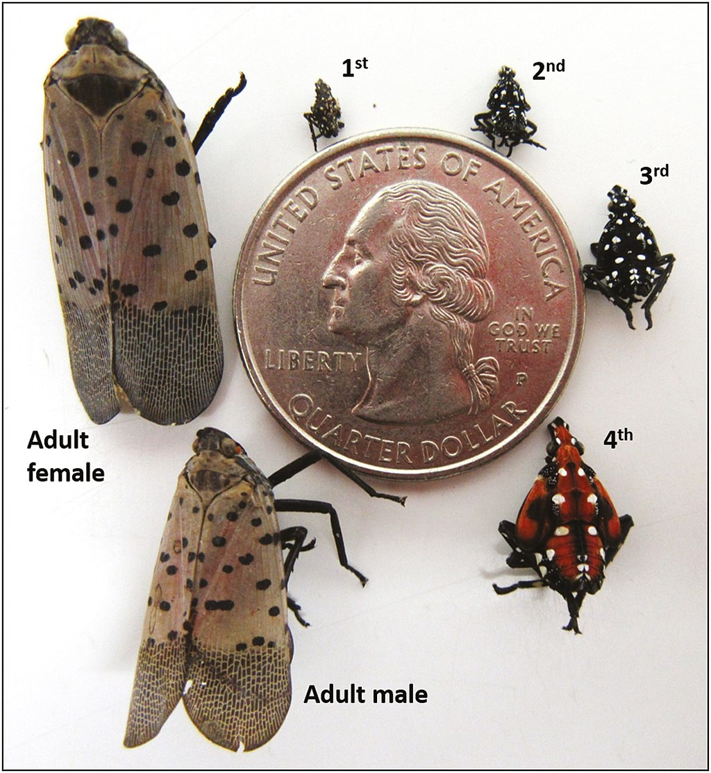 <strong>Figure 1.</strong> The life cycle of the spotted lanternfly. Public domain image courtesy of <a href="https://commons.wikimedia.org/wiki/File:Spotted_lanternfly_Life_Cycle.jpg" rel="noopener noreferrer" target="_blank">user Etriusus on Wikimedia Commons</a>.