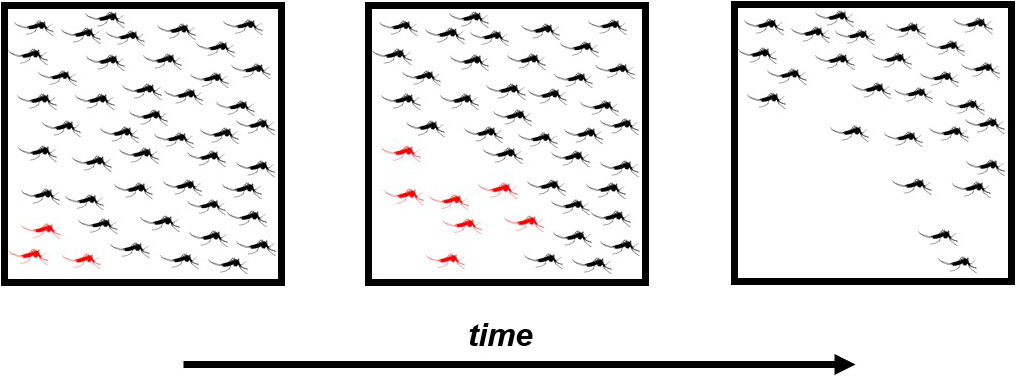 <strong>Figure 2.</strong> A gene drive (GD) that is too deleterious to host fitness relative to host dispersal can “burn out” before it spreads sufficiently far. Here, GD-carrying mosquitoes (in red) are unable to spread the GD to the entire target population. After the GD becomes extinct, the wild-type mosquitoes (in black) recolonize the habitat that is left empty by the construct. Figure courtesy of Cole Butler.
