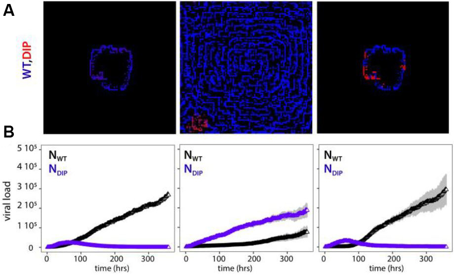 <strong>Figure 2.</strong> Population dynamics at different \(\mathit{rf}\) conditions. <strong>2a.</strong> Left to right: Representative snapshots of the simulations for \(\mathit{rf}_{\textrm{WT}} > \mathit{rf}_{\textrm{DIP}}\), \(rf_{\textrm{WT}} = \mathit{rf}_{\textrm{DIP}}\), and \(\mathit{rf}_{\textrm{WT}} < \mathit{rf}_{\textrm{DIP}}\). <strong>2b.</strong> From left to right: Number of wild type (black) and defective interfering (blue) particles represented as a function of time for \(\mathit{rf}_{\textrm{WT}} > \mathit{rf}_{\textrm{DIP}}\), \(\mathit{rf}_{\textrm{WT}} = \mathit{rf}_{\textrm{DIP}}\), and \(\mathit{rf}_{\textrm{WT}} < \mathit{rf}_{\textrm{DIP}}\). Figure courtesy of the author.