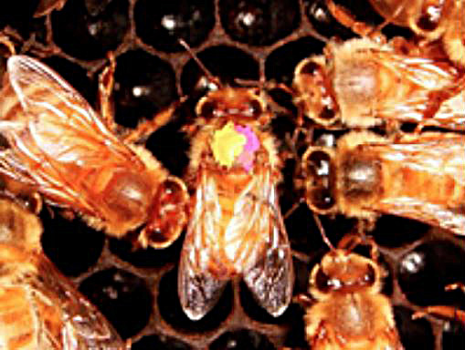 <strong>Figure 2.</strong> Scout bees apply a head-butt stop signal to dancers promoting alternative nest sites. Image courtesy of James Nieh.