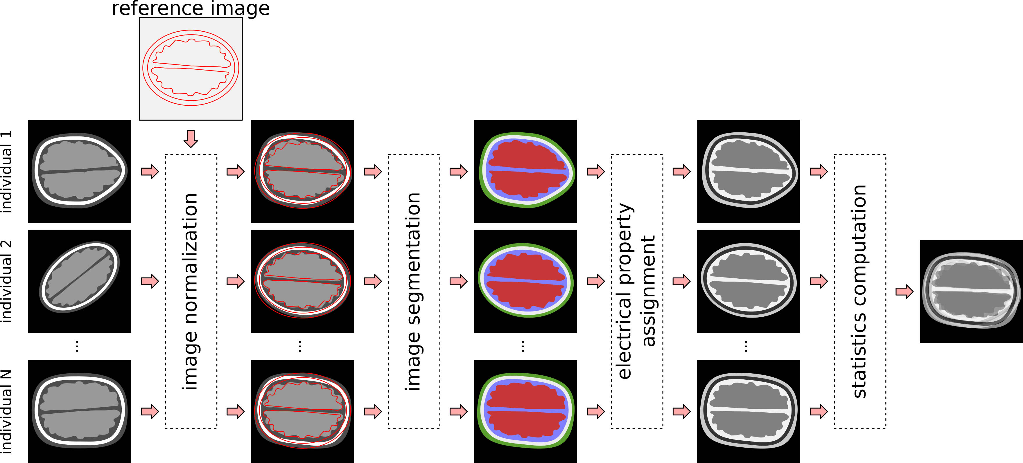 <strong>Figure 1.</strong> A brief description of the process of creating the anatomical atlas’ static component. Figure courtesy of Fernando Moura.