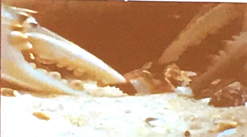 A crab eating a clean mussel. Predation is a primary cause for species decline.