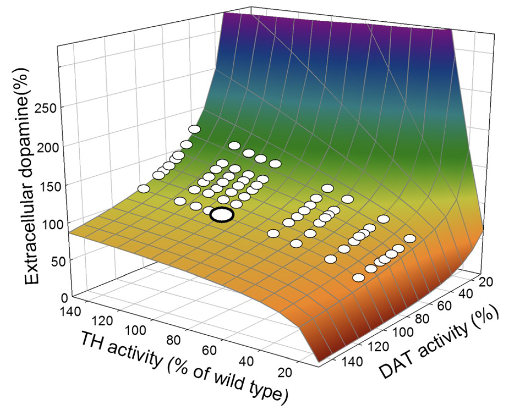 <strong>Figure 1.</strong> Homeostasis of dopamine under a wide range of production of the enzyme tyrosine hydroxylase (TH) and the dopamine reuptake transporter (DAT), which are to varying degrees controlled by genes. The stated values are all relative to an average genotype, which the authors of the study call the “wild type.” Figure courtesy of [1] and reproduced with permission under the <a href ="https://creativecommons.org/licenses/by/4.0">Creative Commons Attribution 4.0 International License</a>.