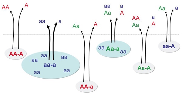 Colony structure for the haploid-diploid model of Nowak, Tarnita, and Wilson.