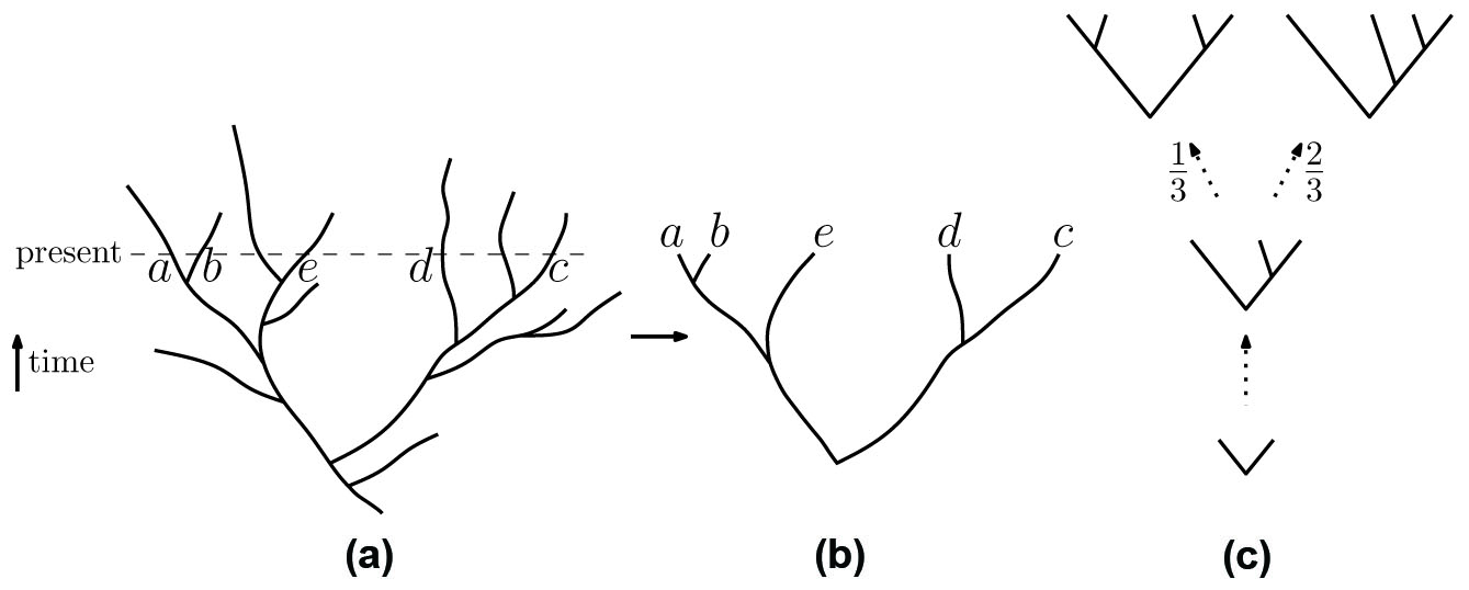 <strong>Figure 1. 1a.</strong> A birth-death tree showing speciation and extinction. <strong>1b.</strong> The associated discrete “reconstructed tree.” <strong>1c.</strong> Growing a tree by the Yule-Harding (YH) process.