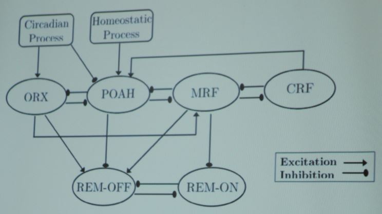 Langarica's sleep-wake model is driven by the circadian and homeostatic processes. Image credit: Alicia Prieto Langarica, AN17 presentation.