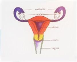 Fluid dynamics of the reproductive system can be modeled with mathematics. Image credit: Lisa Fauci, AN16 presentation.