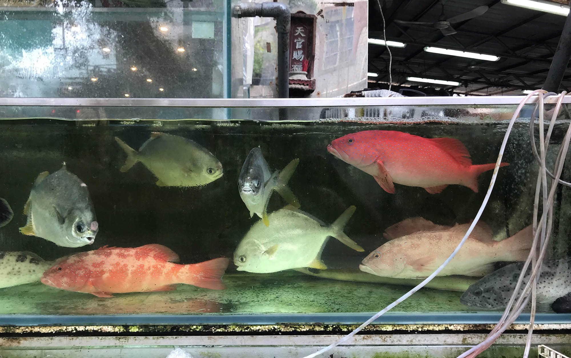 <strong>Figure 1.</strong> A tank with several species of fish, including coral trout (the orange fish). Matthew Holden performed his first government-commissioned stock assessment on this species using traditional dynamic fisheries management models, which was the first time that this species was assessed in the Torres Strait in Australia. Photo courtesy of Matthew Holden.