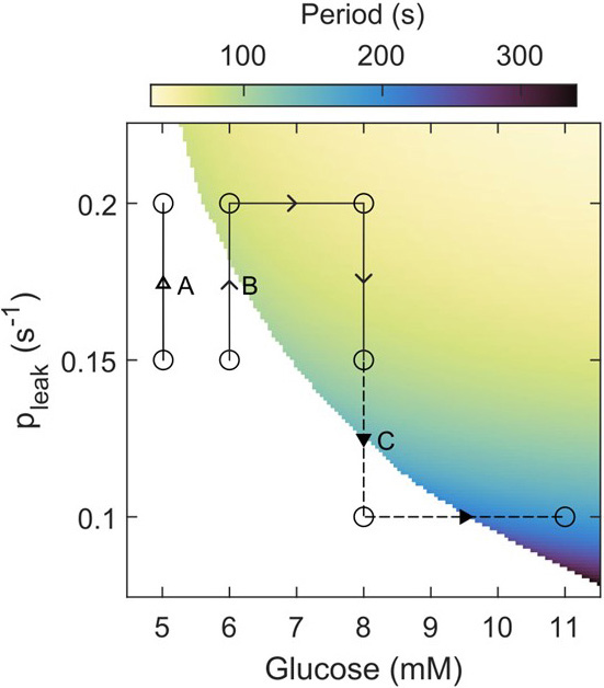 <strong>Figure 3.</strong> In model simulations, small currents that are activated when the endoplasmic reticulum (ER) empties shift the threshold for oscillations (colored region) but are neither necessary nor sufficient. In five mM glucose, increasing ER leak fails to trigger oscillations (see line A). Increasing the leak triggers oscillations in six mM glucose, but increased leak is not necessary in eight mM glucose (see line B). Reducing the leak in eight mM glucose stops oscillations, but raising glucose to 11 mM restores them (see line C). Figure courtesy of the authors.
