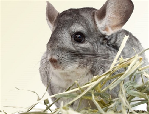 Chinchillas are used as surrogate animal models in hearing loss studies due to their similarities to humans in hearing capabilities.
