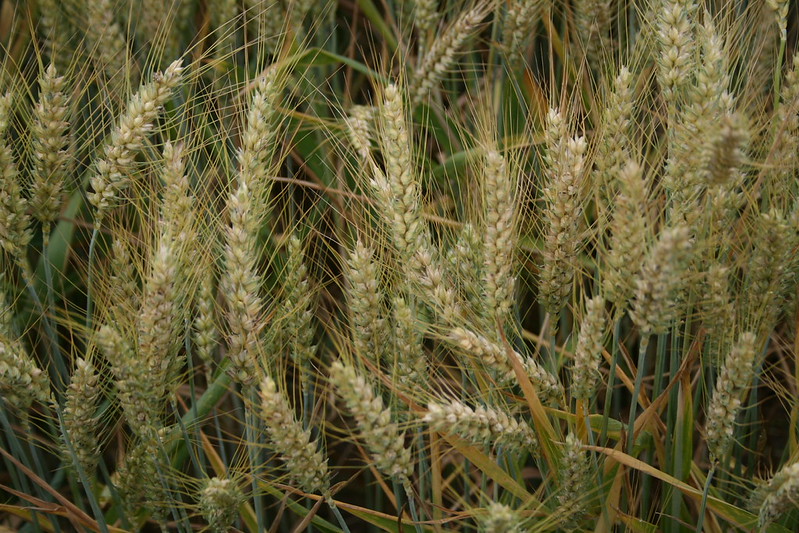 <strong>Figure 1.</strong> Farmers plant Scottish winter wheat in the fall and harvest it the following summer. The crop establishes a root system, goes dormant during the winter, and resumes growth in the spring. Figure courtesy of <a href="https://www.flickr.com/photos/12567713@N00/7501856784/" target="_blank">born1945/Flickr</a> and shared via the <a href="https://creativecommons.org/licenses/by/2.0/" target="_blank">Creative Commons Attribution 2.0 Generic license</a>.