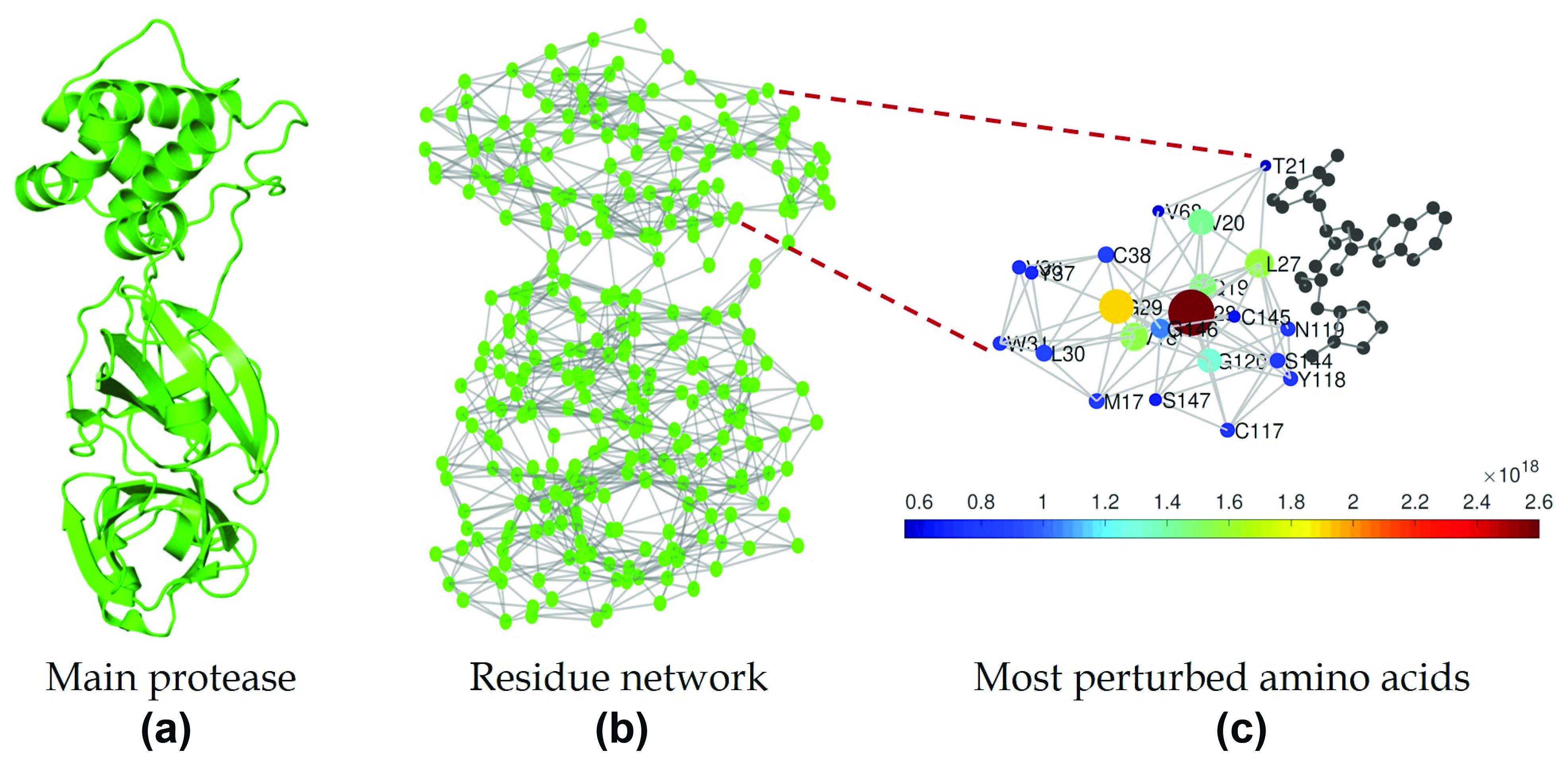 <strong>Figure 1.</strong> Schematic illustration of the main findings reported in [4]. <strong>1a.</strong> The SARS-CoV-2 main protease (M<sup>pro</sup>). <strong>1b.</strong> The protein residue network of M<sup>pro</sup>. <strong>1c.</strong> Contribution of amino acids (AAs) near the binding site of the matrix function \(Z\). Figure courtesy of Ernesto Estrada.