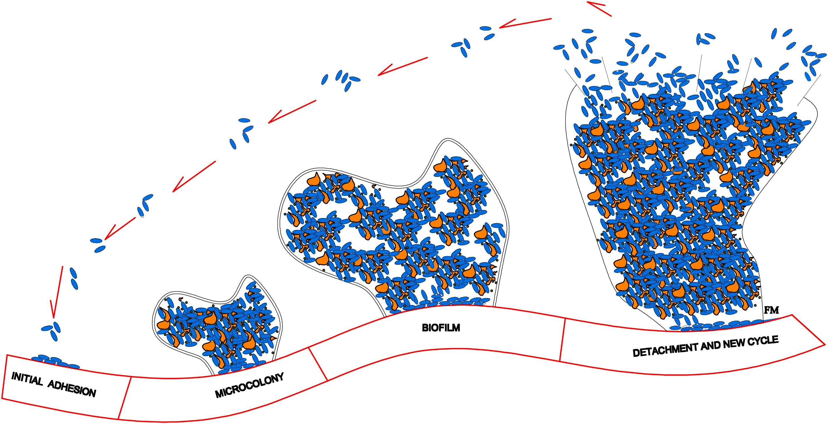 Main steps in biofilm formation. Figure courtesy of F. Marconi.