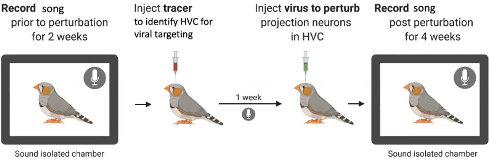 <strong>Figure 1.</strong> Process of Alison Duffy's experimental collaborators to silence 50 percent of the excitatory projection neurons in adult zebra finches.