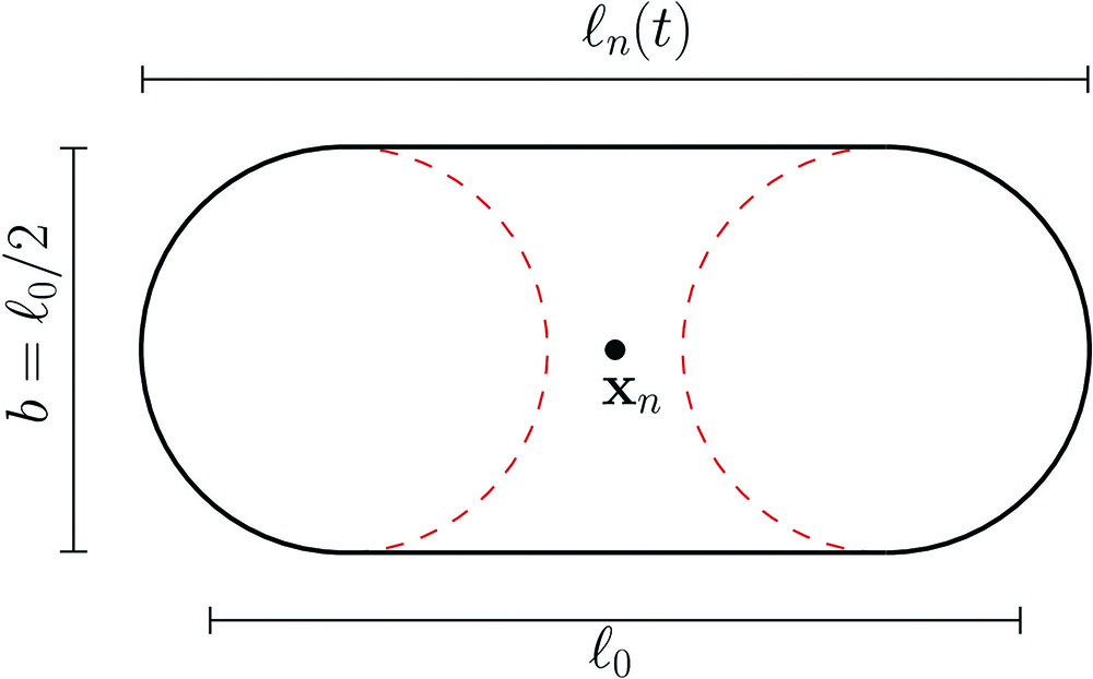 <strong>Figure 2.</strong> A sphero-cylinder—a cylinder that is capped on both ends with hemispheres—serves as a simple mathematical model for a bacterium. Here, the diameter \(b\) of bacterium \(n\) is fixed while the length \(\ell_n\) varies from \(\ell_0\) to \(2\ell_0\) at a rate that is determined by a characteristic growth scale and interactions with neighboring microbes. Figure courtesy of the author.