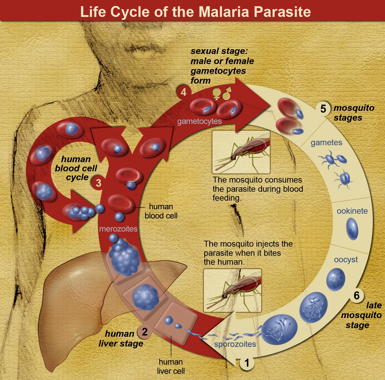 Environmental factors such as temperature, humidity, and rainfall all affect the mosquito life cycle, which affects survival of the malaria parasite. In order to become transmissible, the parasite must complete what is called the extrinsic incubation period (EIP). Image credit: Wikimedia Commons.