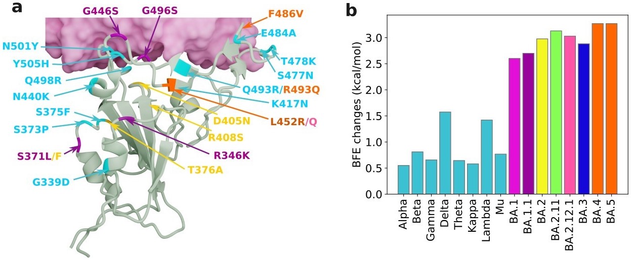 <strong>Figure 2.</strong> The receptor-binding domain (RBD) mutations of Omicron subvariants at the RBD-hACE2 interface, as well as their mutation-induced changes in binding free energy (BFE). <strong>2a.</strong> RBD mutations of Omicron subvariants at the RBD-hACE2 interface. The 12 shared mutations are shown in cyan, BA.1 mutations are plotted with magenta, BA.2 mutations are marked in yellow, and BA.4 and BA.5 mutations are labeled in orange. One can match the colors to the chart in Figure 2b. <strong>2b.</strong> A comparison of predicted mutation-induced BFE changes for various SARS-CoV-2 variants and subvariants. According to the Boltzmann distribution, a variant with higher BFE change has an exponential advantage in infectivity. Image courtesy of Jiahui Chen.