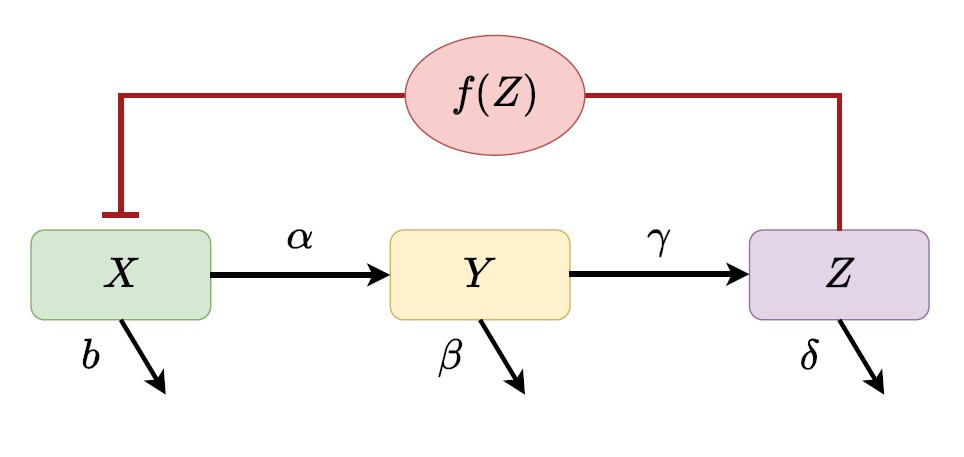 <strong>Figure 2.</strong> State diagram corresponding to the three-variable Goodwin model \((1).\) Figure courtesy of the author.