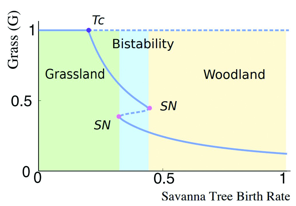 &lt;strong&gt;Figure 1.&lt;/strong&gt; Grasslands and woodlands in the absence of forests yield a bifurcation diagram with respect to the savanna tree birth rate. In ecosystems with low savanna tree birth rate, grass covers the landscape and prevents woodlands from emerging; at high rates, woodlands dominate and grasslands cannot establish themselves. For intermediate birth rates, both woodlands and savannas may emerge and remain stable over time. Figure courtesy of [1].