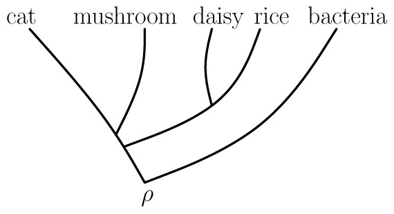 <strong>Figure 2.</strong> A rooted phylogenetic tree with root \(\rho\).