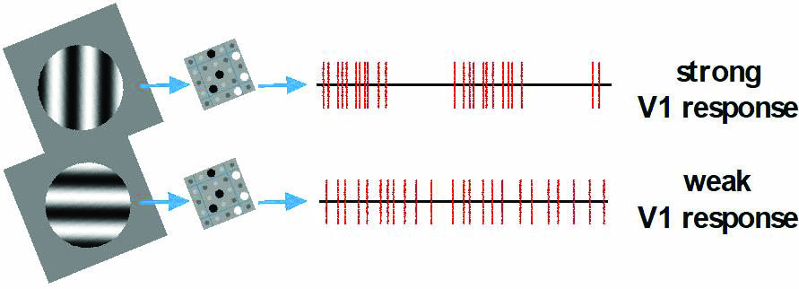 <strong>Figure 2.</strong> The workings of orientation sensitivity (OS). Two different drifting gratings on the left—one aligned with the ON-OFF configuration in the group of six lateral geniculate nucleus (LGN) cells (top) and the other orthogonal to it (bottom)—elicit different LGN spike patterns (in red) that lead to very different visual cortex (V1) responses. Figure courtesy of the author.