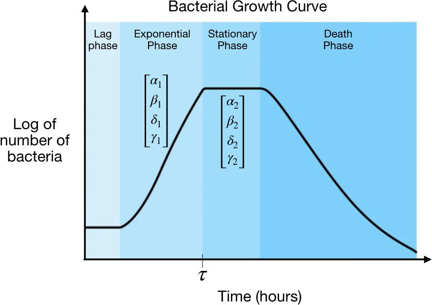 <strong>Figure 2.</strong> Four phases of a cell population’s life cycle. In this context, the parameters of our hybrid toggle switch change at time \(\tau\) (when the exponential growth phase transitions to the stationary phase). Figure courtesy of the author.