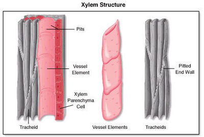 Tracheids are conductive hollow wood cells with vertical grooves that act as the primary conductive elements in coniferous trees. Public domain image.