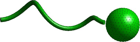 <strong>Figure 1.</strong> Model bacterium-inspired microswimmer that consists of a spherical body and helical flagellum. A regularized Stokeslet is located at each surface node. Figure courtesy of Rudi Schuech [7].
