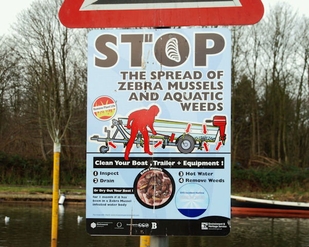 Zebra mussels generate weighty removal costs for individuals, corporations, and towns. Image credit: Wikimedia Commons.