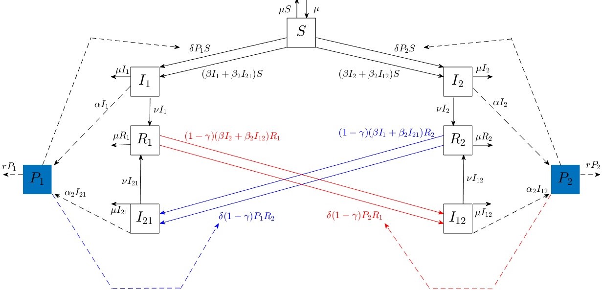 <strong>Figure 1.</strong> Compartmental diagram of a two-strain cholera model with an aquatic reservoir. Figure courtesy of Leah LeJeune.
