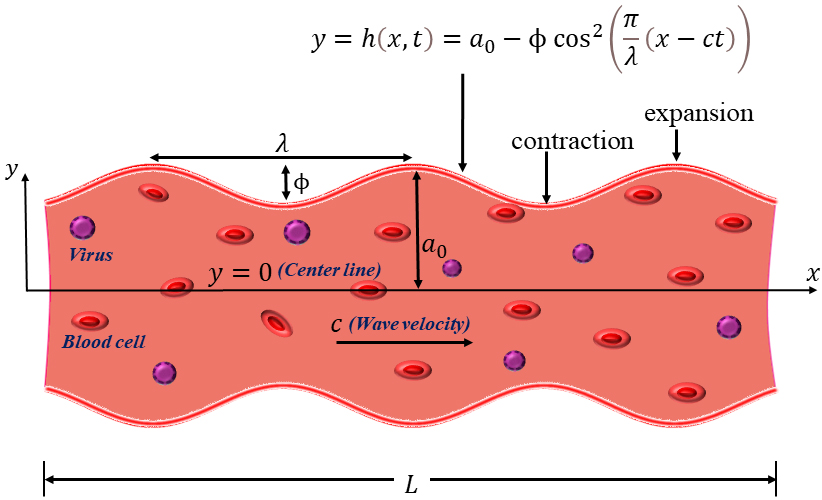 <strong>Figure 1.</strong> Transmission of SARS-CoV-2 through a blood vessel. Figure courtesy of the authors.