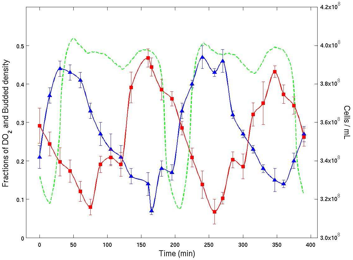<strong>Figure 4.</strong> Experimental time series from a continuous culture of budding yeast in YMO. Dissolved \(O_2\) % (green), bud index % (blue) and cell density (red) are plotted vs. time. The average cell cycle period  was about 400 minutes. The plot shows clearly that the bud index (% of cells with buds from microscopy) and cell density (by flow cytometry) are both entrained with the oscillation in dissolved \(O_2\). The plot shows that there are two temporal clusters of cells of nearly the same number of cells. They are traversing the CDC in anti-phase.