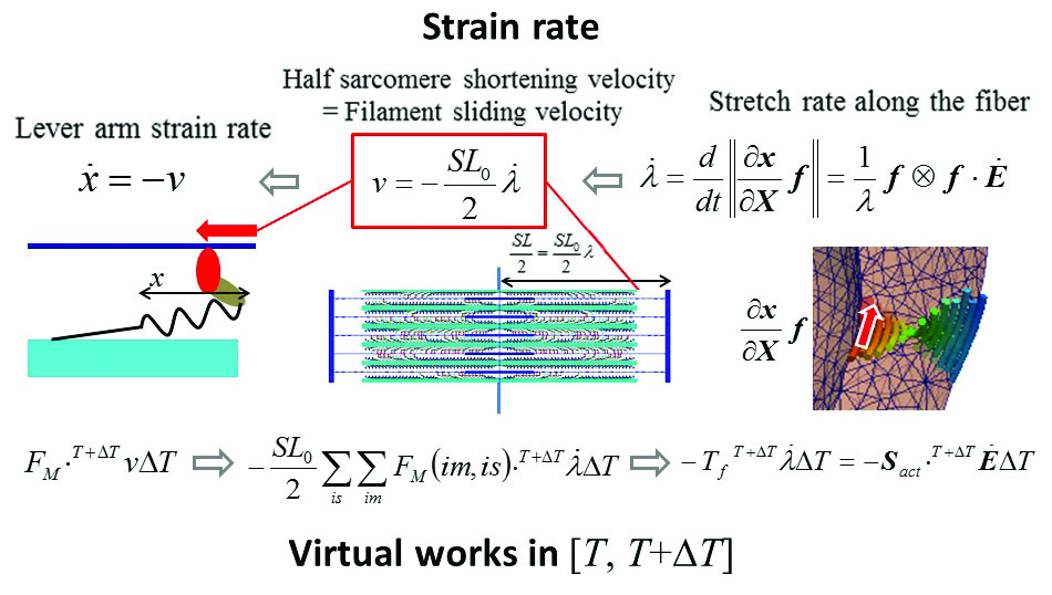 <strong>Figure 2.</strong> Strain rates in the model (top) and the virtual works (bottom) on the three scales: the actomoysin complex, the sarcomere, and the continuum. Figure credit: Takumi Washio.